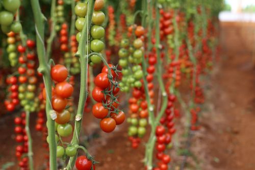 Pomidoras, Šiltnamyje, Kokteilis