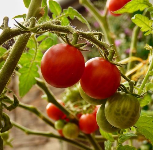 Pomidoras, Daržovės, Auginimas, Raudona, Bio, Kojinės, Namai