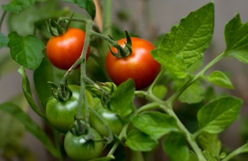 Pomidoras, Pasėliai, Vaisiai, Raudona, Šviežias, Maistas, Lapai, Žalias, Gamta, Augalas