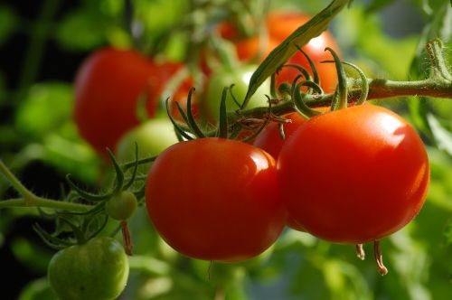 Pomidoras, Augalas, Maistas, Daržovės, Daržovių Auginimas, Sodas, Užpildas, Panicle, Sveikas, Daržovių Sodas, Daržovių Augalas, Namai Ir Sodas