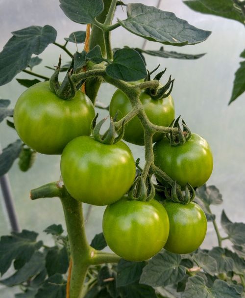 Pomidoras, Žalia Pomidorų, Augalas, Žalias, Šiltnamyje, Holland, Valgyti, Daržovės, Frisch, Gyventi