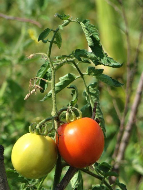 Pomidoras, Gamta, Raudona, Maistas, Ekologiškas, Sveika Mityba, Sveika Gyvensena