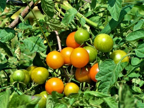 Pomidoras, Augalas, Gamta, Oranžinė, Raudona, Maistas, Sveika Mityba, Mityba