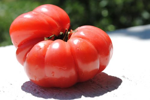 Pomidoras, Daržovių, Šiltnamyje