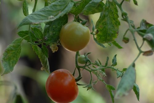 Pomidoras, Žemdirbystė, Maistas