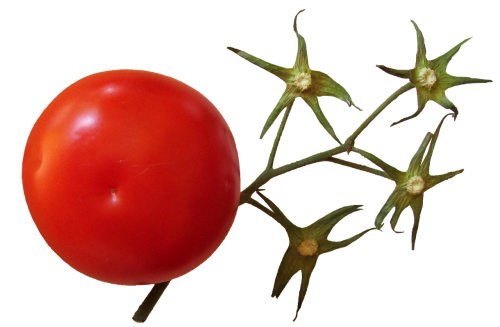 Pomidoras, Stiebas, Maistas, Ekologiškas