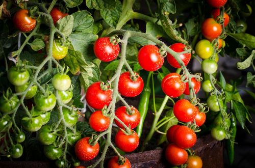 Pomidoras, Žalias, Daržovių, Ekologiškas, Raudona, Augalas, Pomidorai, Maistas, Sveikas, Vegetariškas, Šviežias