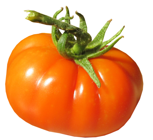 Pomidoras, Ekologiškas, Šviežias, Prinokę, Derlius
