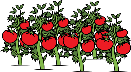 Pomidoras, Sodas, Vynmedis, Augalai, Raudona, Prinokę, Žalias, Maistas, Auginimas, Pomidorai, Agrar, Nemokama Vektorinė Grafika