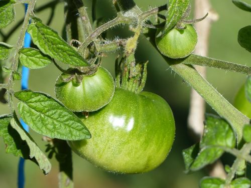 Pomidoras, Žalia Pomidorų, Vaisiai