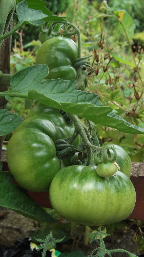 Pomidoras, Auga, Daržovių, Ekologiškas