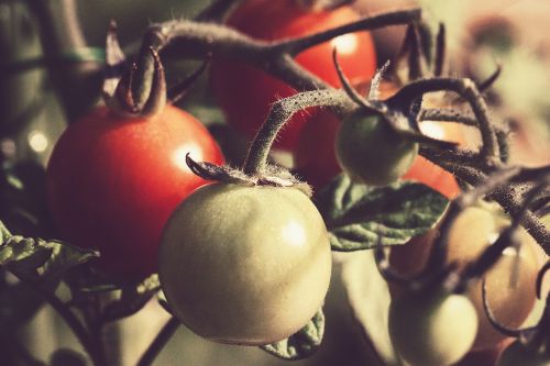 Pomidoras, Pomidorai, Augalas, Daržovių, Maistas, Gamta, Salotos, Sodas
