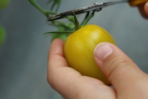 Pomidoras, Augalas, Natūralus