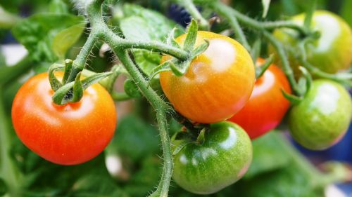 Pomidoras, Vaisiai, Augalas, Augimas, Sodas, Gamta, Darželis