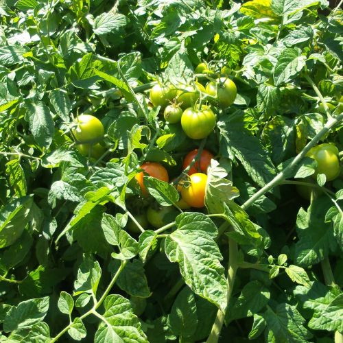 Pomidoras, Augalai, Palikuonys, Sodininkystė, Daržovės, Vitaminai, Derlius