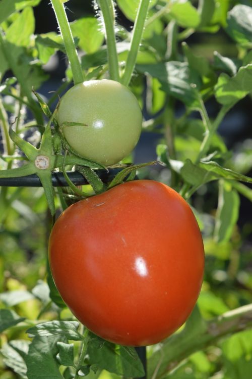 Pomidoras, Raudona, Žalias, Prinokę, Neprinokęs, Daržovių, Maistas, Ekologiškas, Žaliavinis, Pomidorai, Sultingas