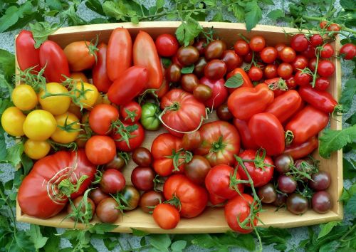 Pomidorų Parinkimas, Pomidorų Vietos, Pomidorai Iš Balkono