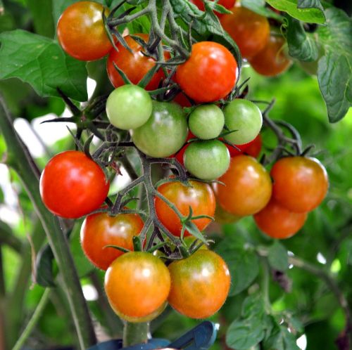 Pomidorų Krūmas, Kokteilkomas, Raudona, Žalias, Daržovės