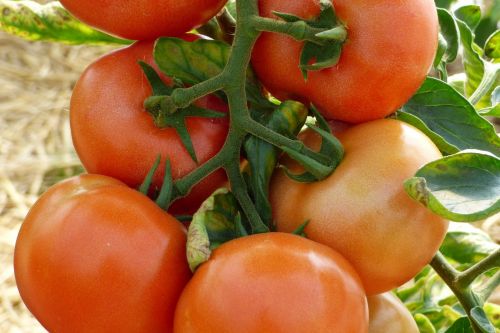Pomidorai, Pomidoras, Daržovių, Spalvos, Raudona