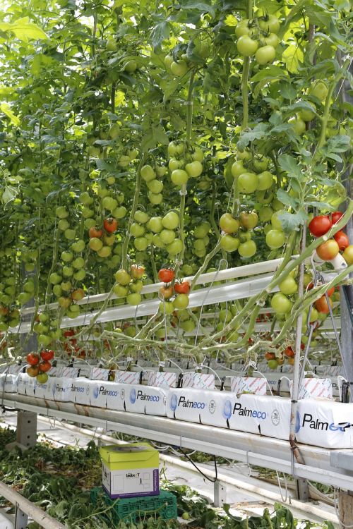 Pomidorai, Vyšniniai Pomidorai, Šiltnamyje, Hors-Sol, Žemdirbystė, Maistas