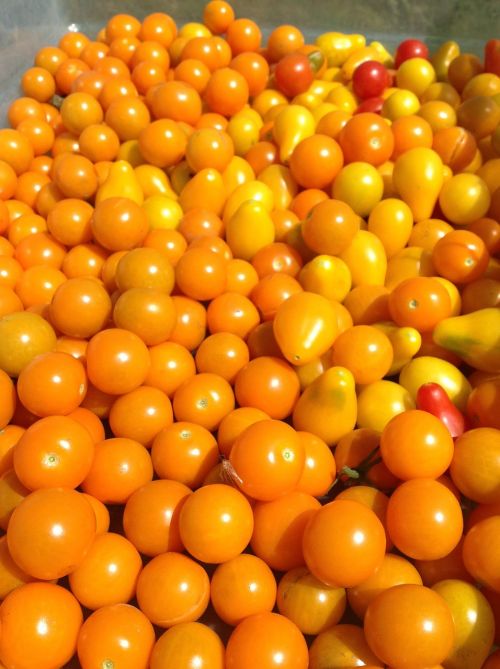 Pomidorai, Maistas, Ūkio Gyvenimas, Oranžinė, Daržovės