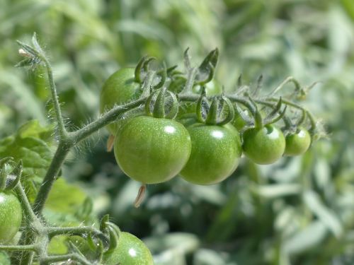 Pomidorai, Žalias, Nesubrendusio, Vaisiai, Užpildas, Tomatenrispe