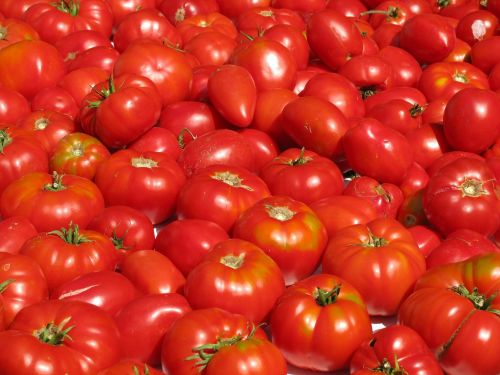 Pomidorai, Daržovės, Maistas, Raudona, Pasėlių, Sveikas, Augalas, Vasara