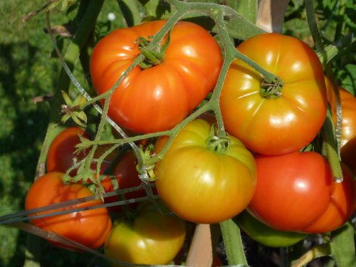 Pomidorai, Daržovių Sodas, Daržovės, Raudona