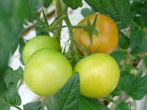 Pomidorai, Finland, Daržovės, Žalias, Geltona, Maistas, Užkandis, Augti