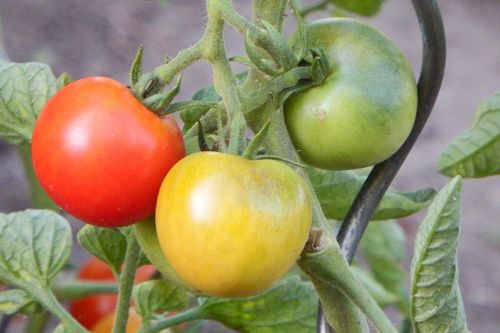 Pomidorai, Raudona, Daržovės, Maistas, Santvaros, Nachtschattengewächs, Žalias