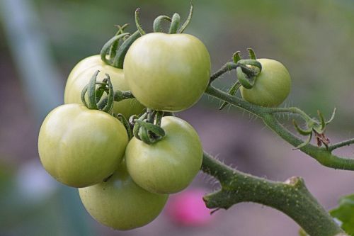 Pomidorai, Žalias, Nesubrendusio, Panicle, Daržovės, Maistas