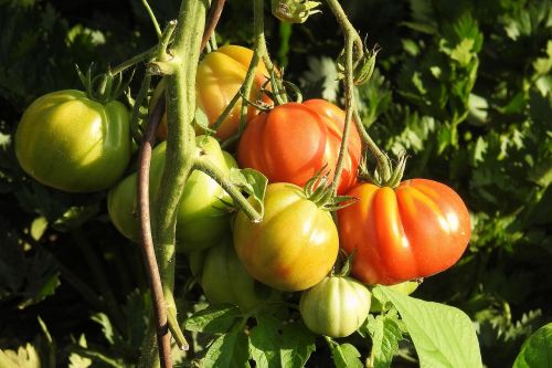 Pomidorai, Krūmas, Daržovės, Nachtschattengewächs, Krūmo Pomidoras, Maistas