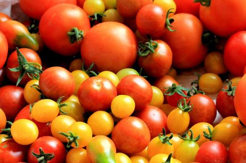 Pomidorai, Pomidorų Derlius, Sveikas, Maistas, Daržovės, Frisch