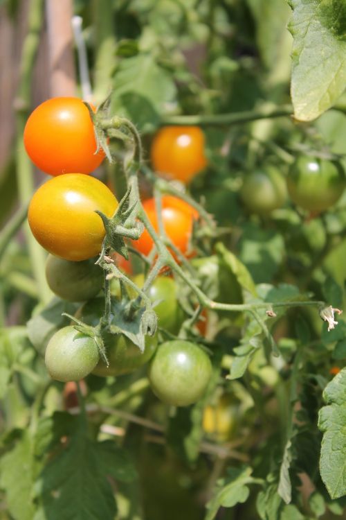 Pomidorai, Augalas, Pomidorų Augalas, Krūmas, Raudona, Žalias, Oranžinė