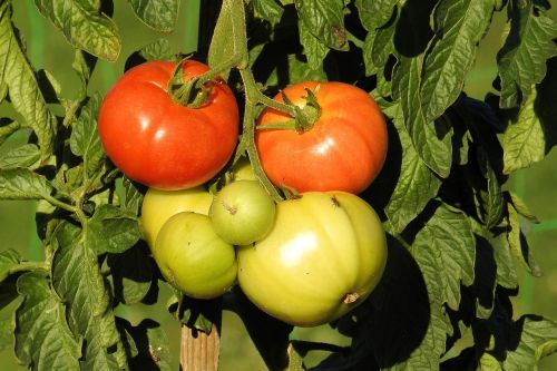 Pomidorai, Pomidorų Krūmas, Sodas, Nachtschattengewächs, Daržovės, Pomidorų Augalas, Vasara
