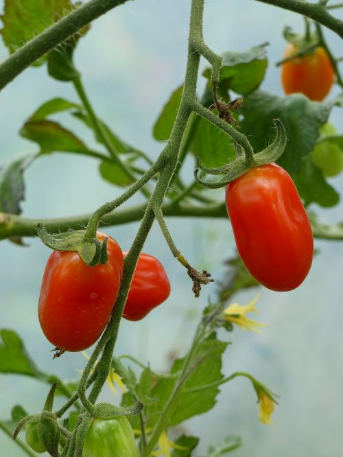 Pomidorai, Žalias, Spalvos, Šiltnamyje, Vasara