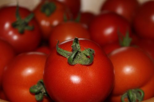 Pomidorai, Raudona, Daržovės, Derlius, Maistas, Vegetariškas, Frisch, Sveikas, Prinokę, Santvaros, Pomidorų Derlius, Vaisiai, Daug Organinių Pomidorų, Iš Arti