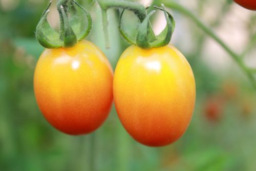 Pomidorai, Vasara, Vaisiai, Oranžiniai Pomidorai, Maži Pomidorai, Porą Pomidorų, Daržovės