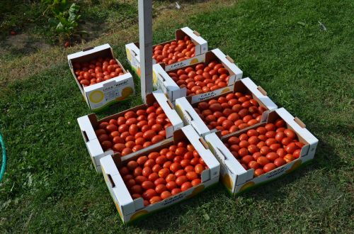 Pomidorai, Daržovės, Dėžės