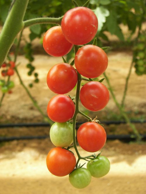 Pomidorai, Šiltnamyje, Grindų Gamyba, Gliukozė, Prinokę, Nesubrendusio, Raudona, Žalias, Sumaišytas, Daržovės