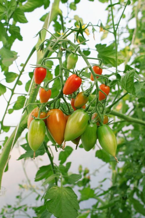 Pomidorai, Nachtschattengewächs, Tomatenrispe, Pomidorų Veisimas, Daržovių Auginimas, Krūmas, Maistas, Subrendęs, Daržovės, Krūmų Pomidorai