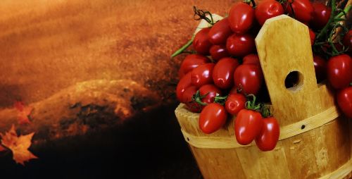 Pomidorai, Medinis Kibiras, Surinkti, Daržovės, Sveikas, Derlius