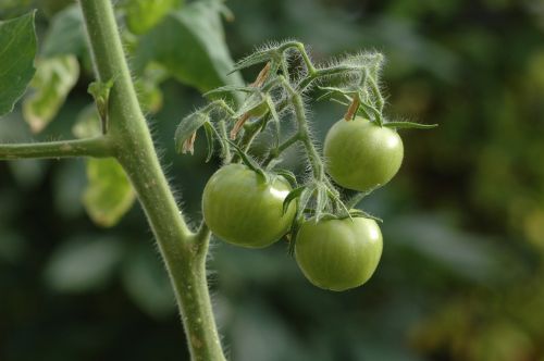 Pomidorai, Žali Pomidorai, Augalas, Daržovių, Daržovės, Sodinti, Nuolaida, Motina, Valgyti, Gamta, Auginimas