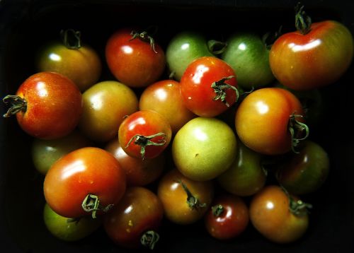 Pomidorai, Vaisiai, Pomidoras, Maistas, Sveikas, Ekologiškas, Vegetariškas, Prinokę, Žaliavinis, Žalias, Šviežias, Valgymas, Spalva, Derlius, Vasara, Mityba