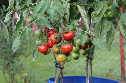 Pomidorai, Augalas, Sodas, Daržovės, Maistas, Insekticidas, Chemikalai, Vaisiai