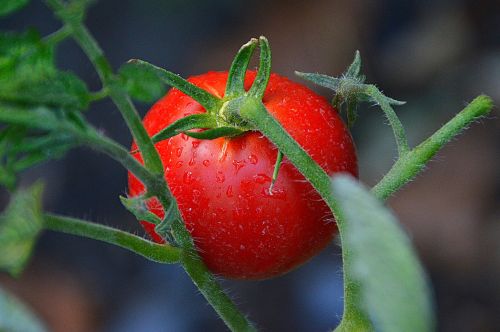 Pomidorai, Raudona, Daržovės, Pasėlių, Maistas, Sveikas, Vasara, Bio, Augalas, Raudona-Žalia Pomidorų