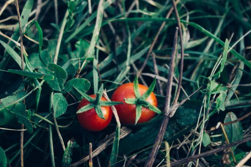 Pomidorai, Daržovės, Sodas, Žalias, Augalai, Žolė, Gamta, Maistas