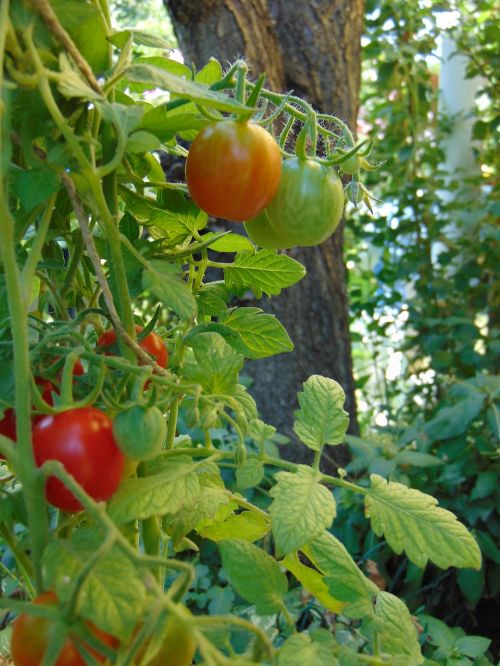 Pomidorai, Daržovės, Pasėlių, Šviežias, Sveikas
