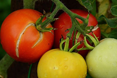 Pomidorai, Vaisiai, Vasara, Augalas, Prinokę Vaisiai, Klasteriniai Pasėliai, Gamta, Sodas
