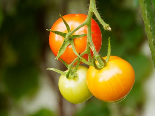 Pomidorai, Vaisiai, Daržovės, Galia, Raudona, Vaisiai Ir Daržovės